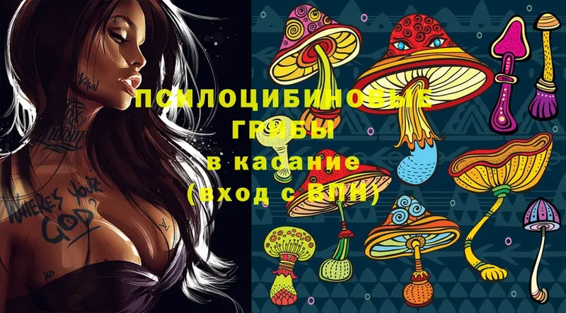 Псилоцибиновые грибы Psilocybe  Кисловодск 